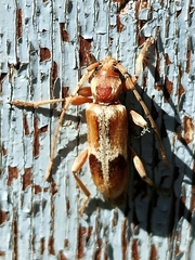 Trichoferus pallidus