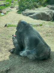 Gorilla gorilla