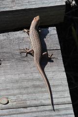 Trachylepis variegata