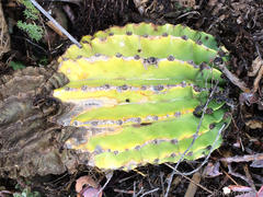 Echinopsis oxygona