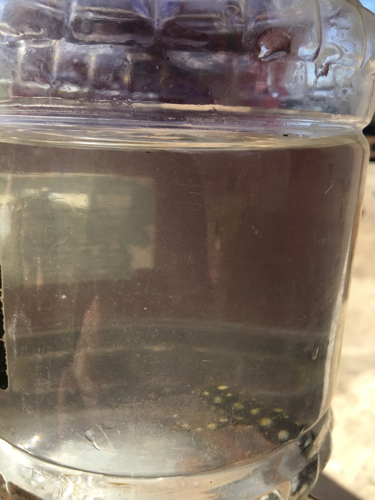 Lake Urmia Newt in March 2018 by zhiwarmusa. kurdish sppotted newt name ...