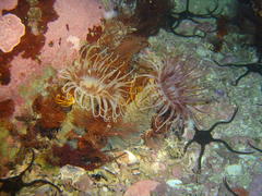 Ceriantheopsis austroafricanus