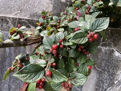 Cotoneaster konishii