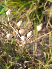 Allium inaequale