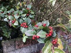 Cotoneaster konishii
