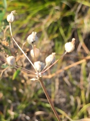 Allium inaequale