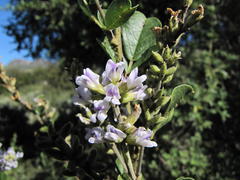 Psoralea caffra
