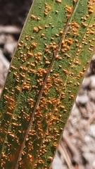 Uromyces transversalis