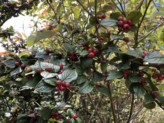 Cotoneaster konishii