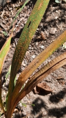 Uromyces transversalis