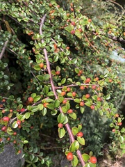 Cotoneaster apiculatus