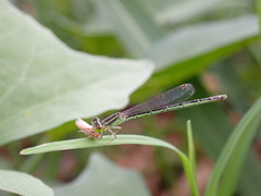 Agriocnemis minima