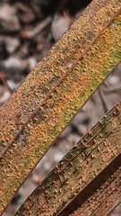 Uromyces transversalis