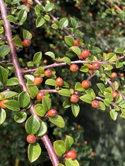Cotoneaster apiculatus