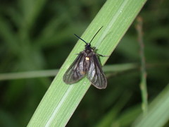 Psichotoe duvaucelii