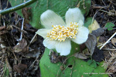 Haemanthus deformis