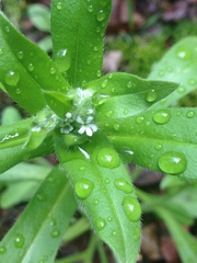 Valerianella radiata