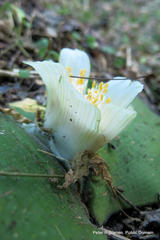 Haemanthus deformis