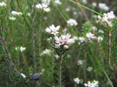Phylica galpinii