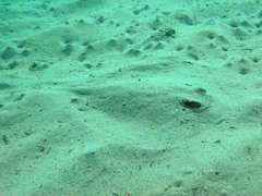 Trygonoptera testacea