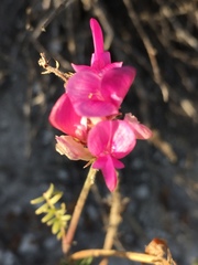 Hedysarum ucrainicum