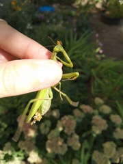 Mantis religiosa