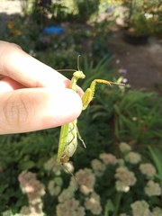 Mantis religiosa