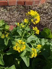 Brassica oleracea