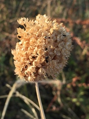 Allium rotundum