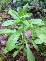 Valerianella radiata