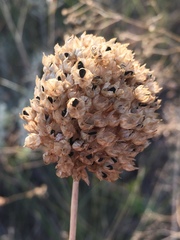 Allium rotundum