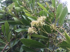 Parsonsia plaesiophylla