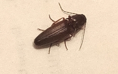 Conoderus exsul