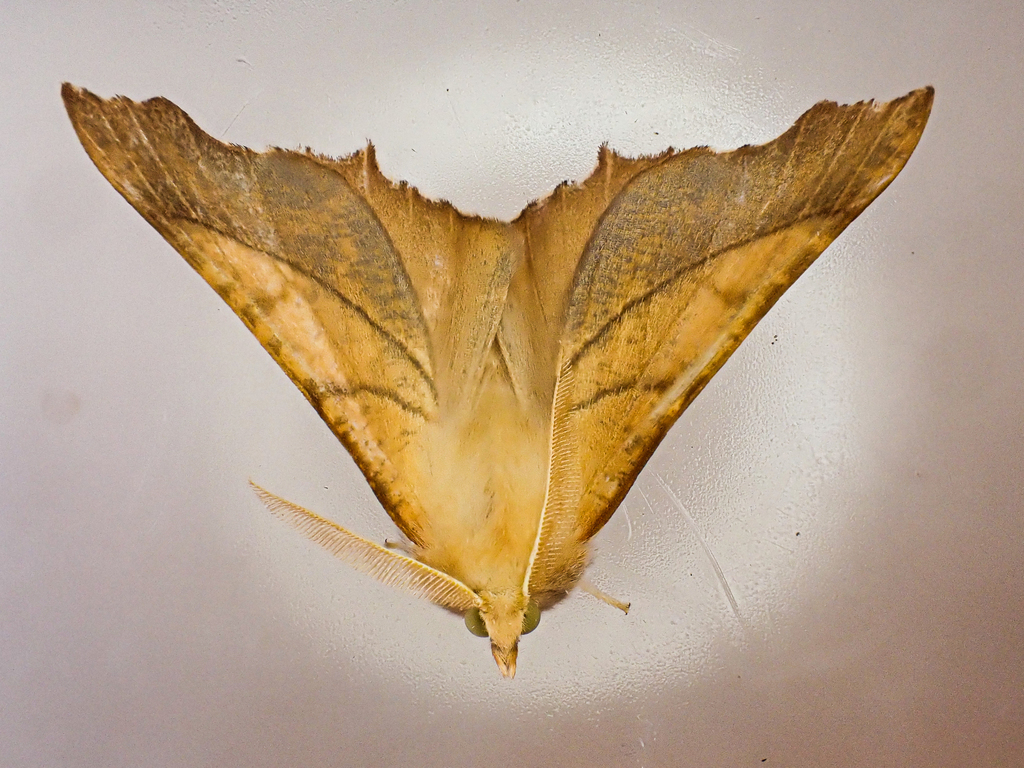Dusky Thorn