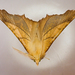 Dusky Thorn - Photo (c) mazeson, some rights reserved (CC BY-NC), uploaded by mazeson