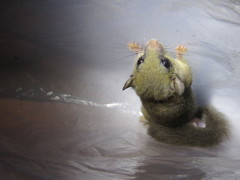 Graphiurus