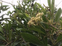 Parsonsia plaesiophylla