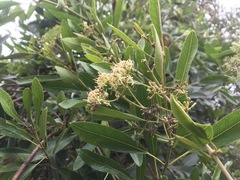 Parsonsia plaesiophylla