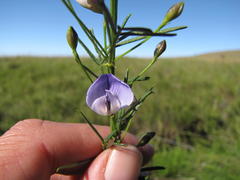 Psoralea glabra