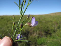 Psoralea glabra
