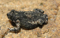 Poyntonophrynus fenoulheti