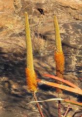 Aloe spicata image