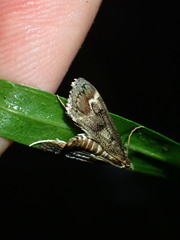 Parapoynx obscuralis
