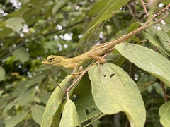 Calotes versicolor