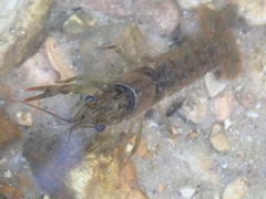 Faxonius punctimanus