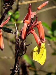 Aloe parvibracteata image