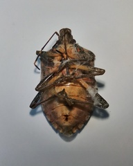 Halyomorpha halys