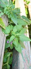 Solanum dulcamara