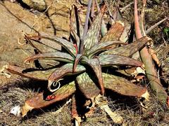 Aloe parvibracteata image