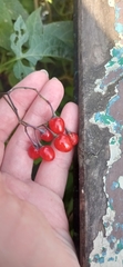 Solanum dulcamara